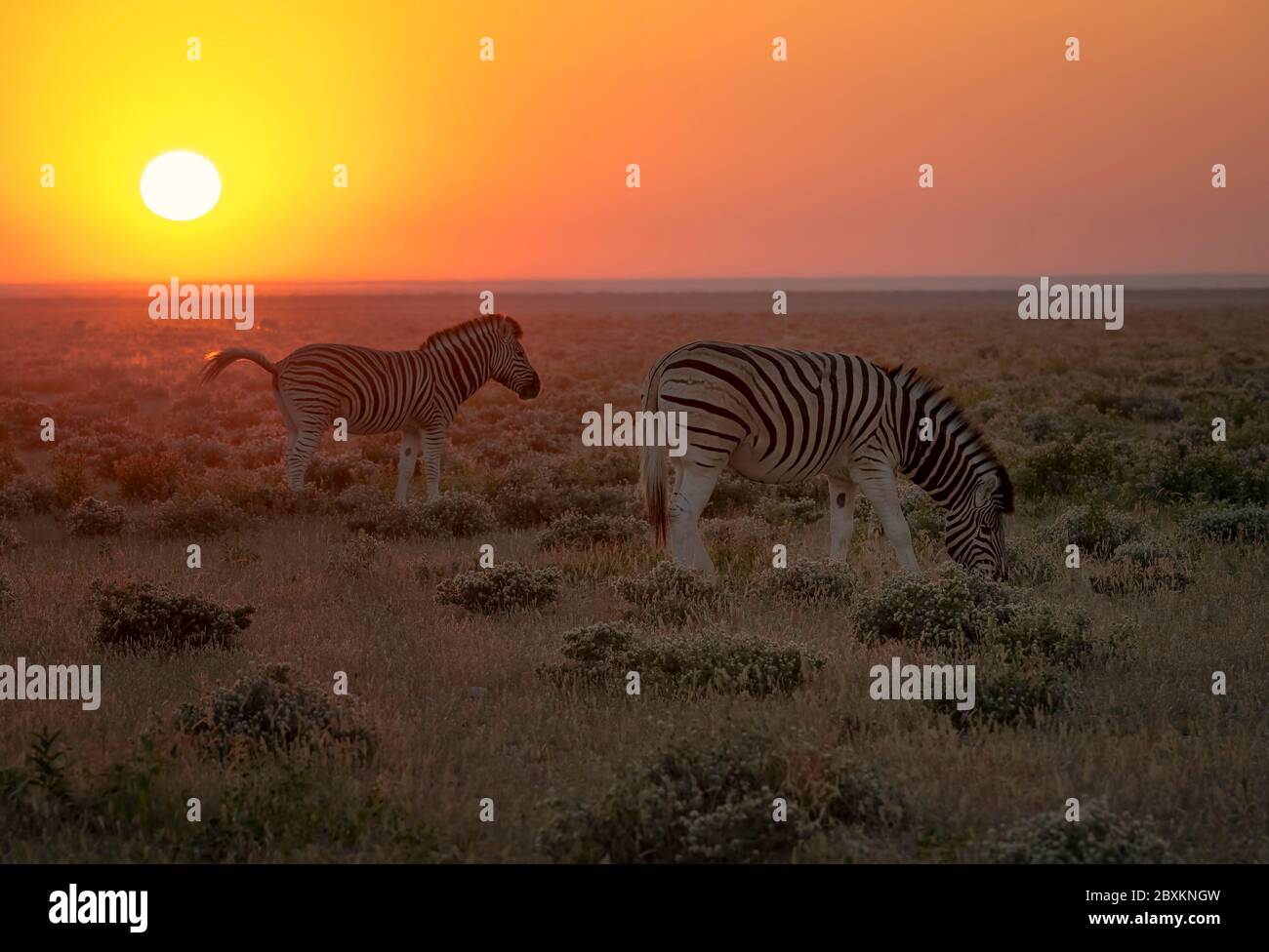 Manada de cebra caminar en la sabana en Namibia como el sol que se levanta  se vuelve todo el paisaje naranja Fotografía de stock - Alamy