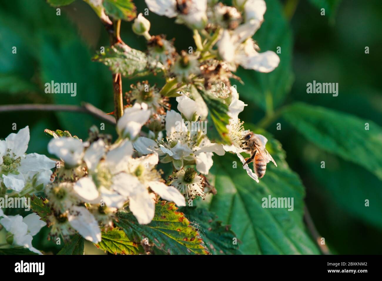 abeja recogiendo néctar de blackberry florece Foto de stock