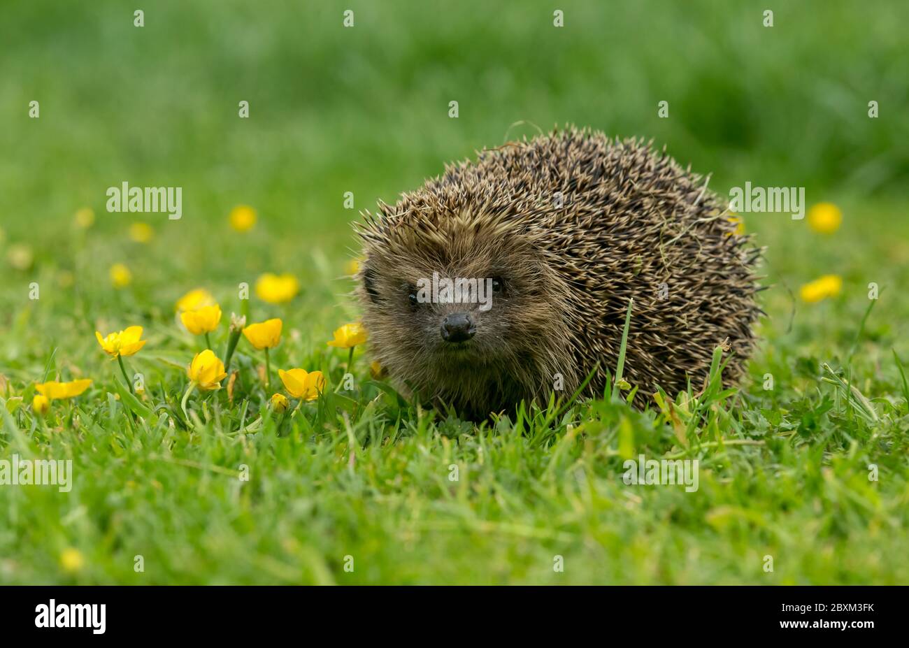 Hedgehog (Nombre científico: Erinaceus europaeus) Hedgehog salvaje, nativo, europeo en un jardín con buttercups amarillo. Horizontal. Espacio para copia Foto de stock