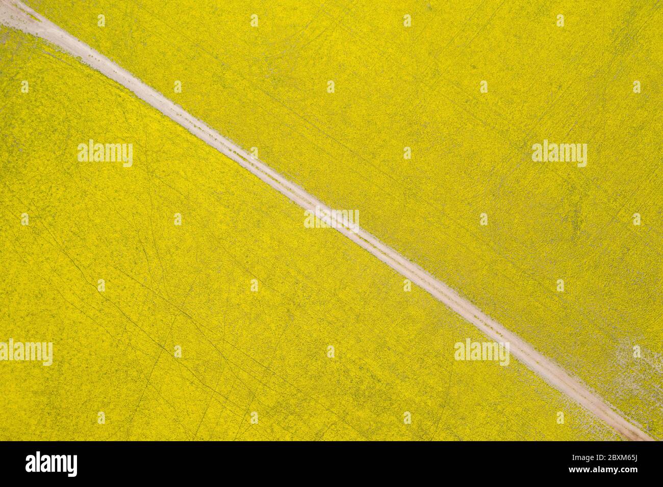 Resumen vista aérea arriba abajo de un camino a través de campos de canola en la rica región agrícola de Australia Occidental Foto de stock