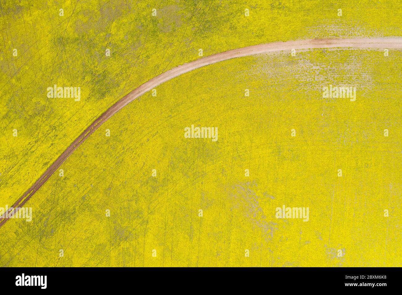 Resumen vista aérea arriba abajo de un camino a través de campos de canola en la rica región agrícola de Australia Occidental Foto de stock