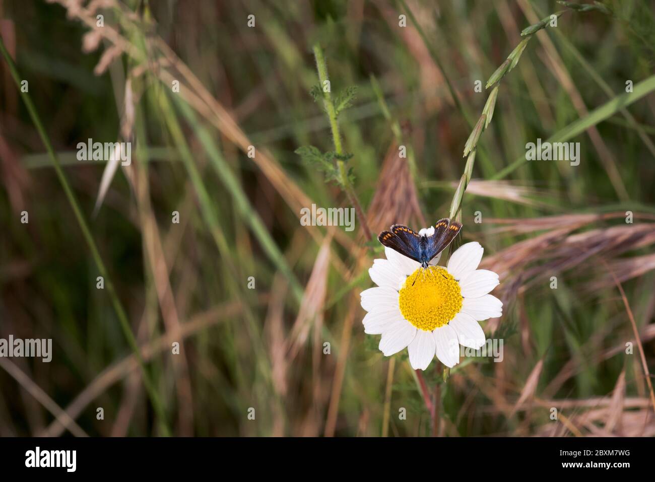 mariposa con alas de color gris marrón con bandas rojizas, erebia palarica, alimentándose sobre flores silvestres en primavera. Vista dorsal Foto de stock
