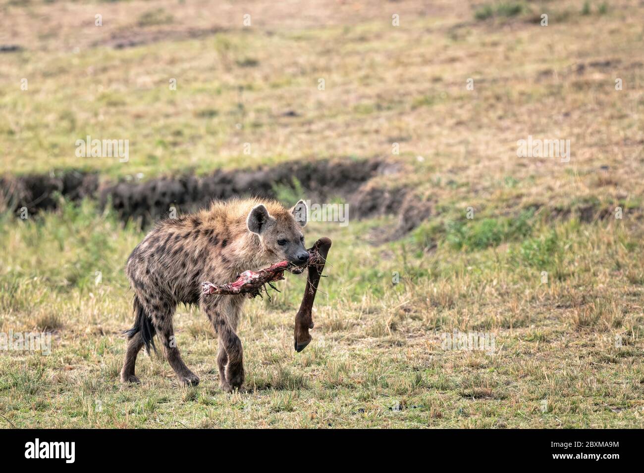 Hyena caminando por la sabana con un hueso de la pierna en la boca. Imagen tomada en el Masai Mara, Kenia. Foto de stock
