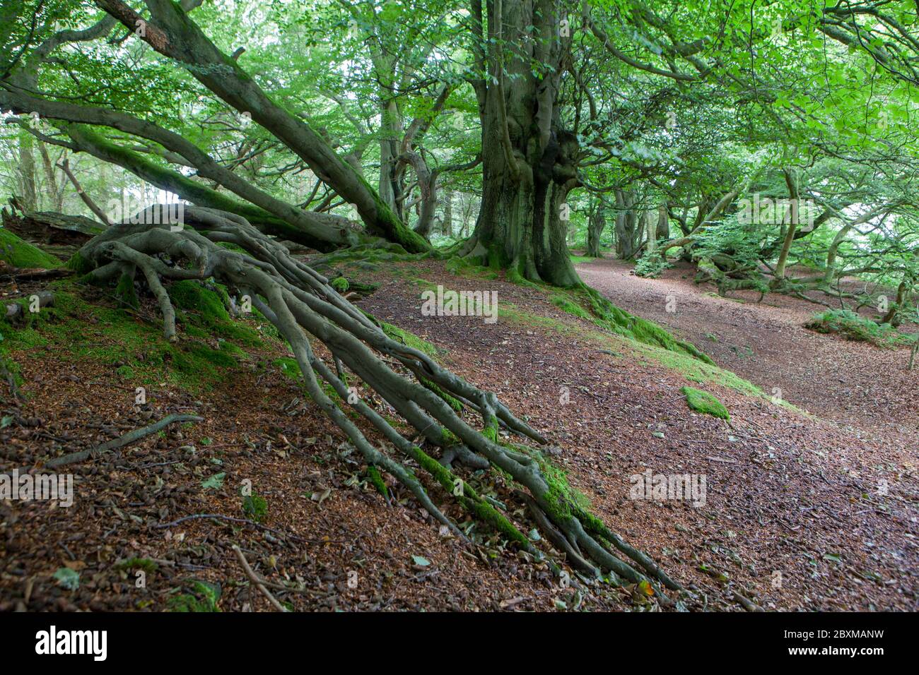 Árboles de haya rozados y retorcidos volados por viento en Castle Hill, Thrunton Wood, Northumberland Foto de stock