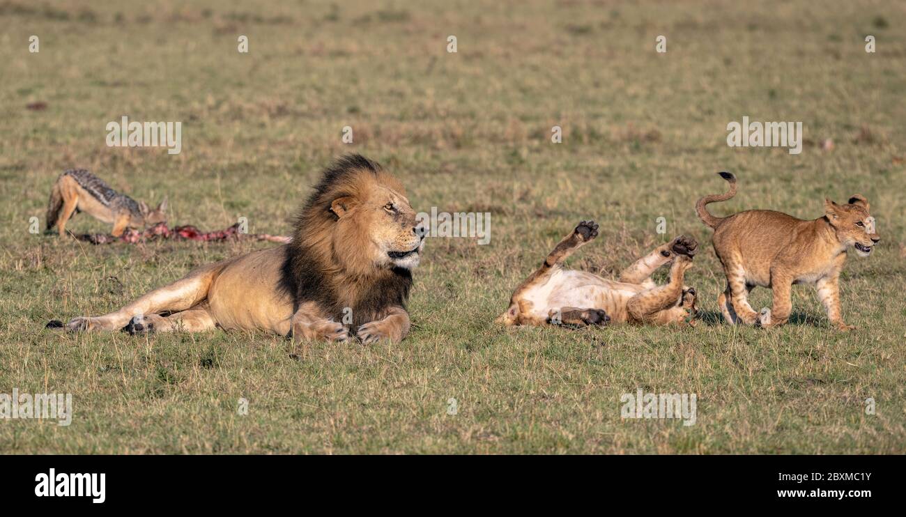 Un gran león masculino que se pone en la hierba al sol de la mañana temprano como un chacal se alimenta de los restos de su comida. Dos cachorros juegan junto a él. Foto de stock