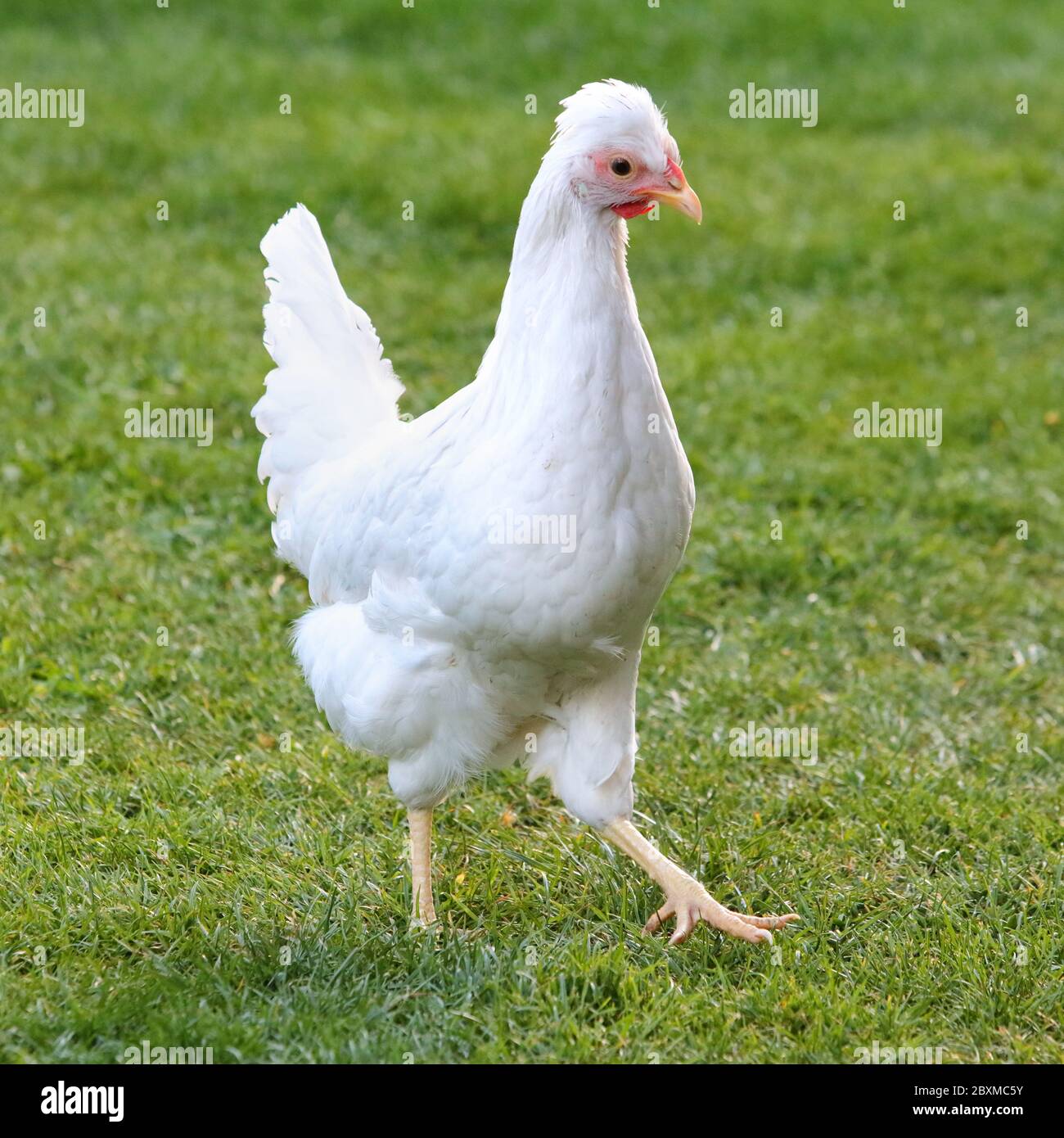 Gallina blanca y hierba verde - pollo de gama libre - uno Foto de stock