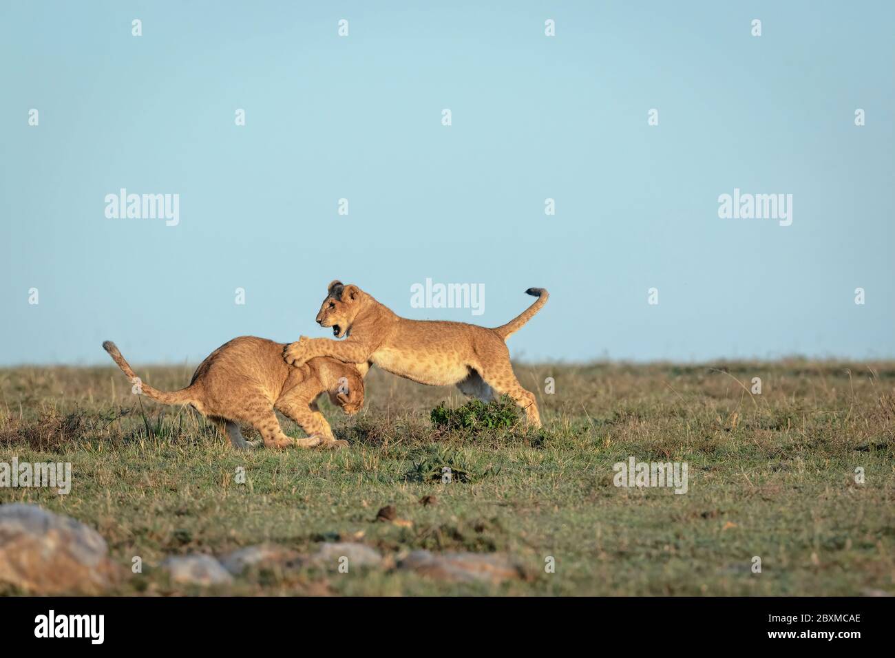 Dos cachorros de león juegan peleando al sol de la mañana temprano. Imagen tomada en el Masai Mara, Kenia. Foto de stock
