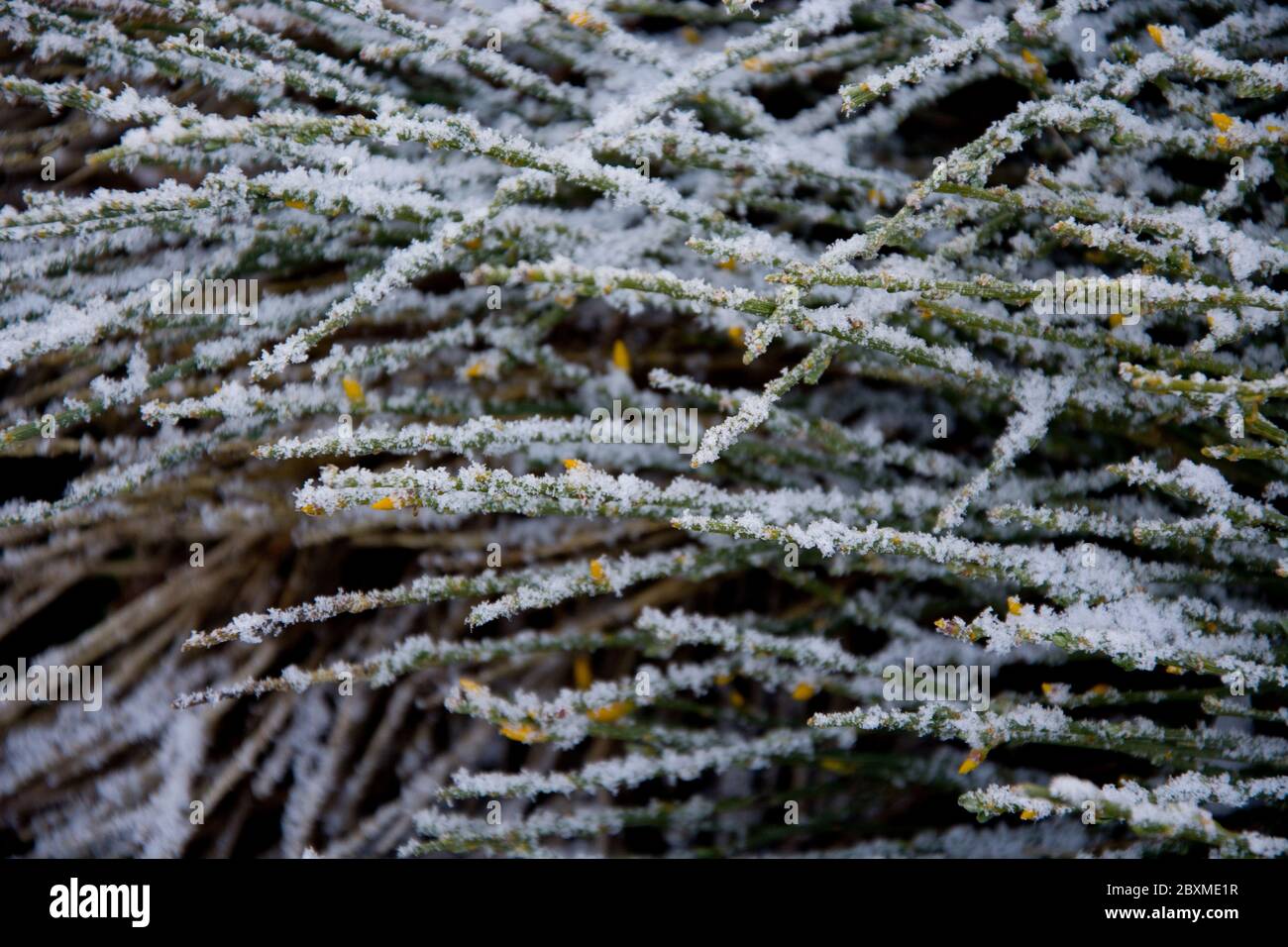 Frostüberzogener Ginster an einem kalten Frühlingsmorgen im Naturschutzgebiet Cortalets am Fuss des Canigou en el Pirinaäen Foto de stock
