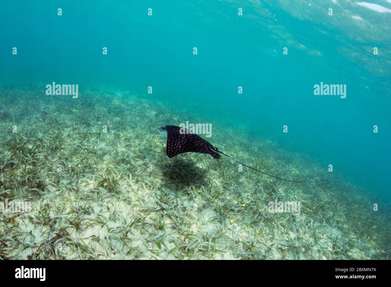 El águila manchada Rayo (Aetobatus narinari) está nadando en la naturaleza sobre un prado de algas marinas en Silky Caye, Belice. Foto de stock