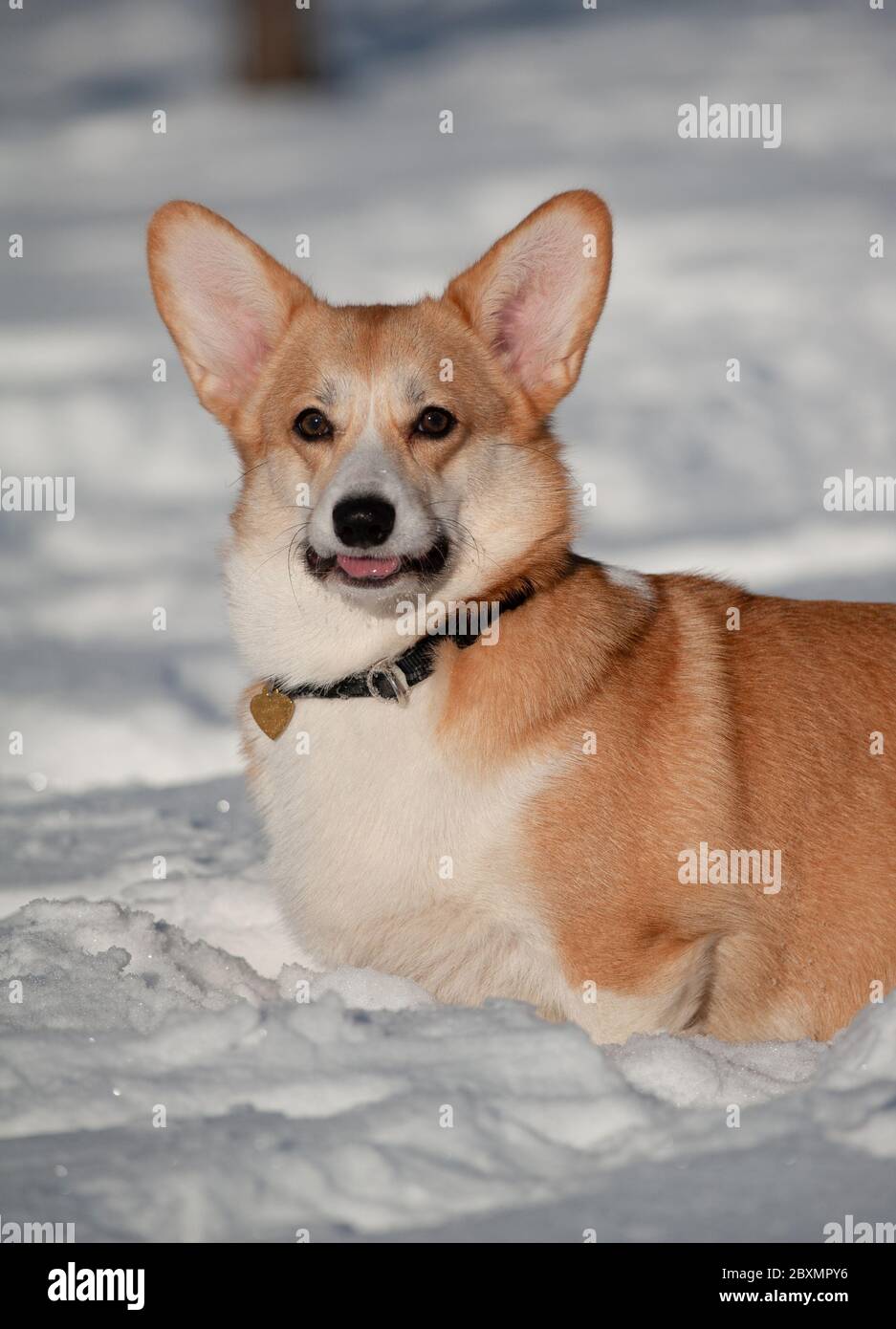 Lindo perro corgi galés posando en invierno Foto de stock