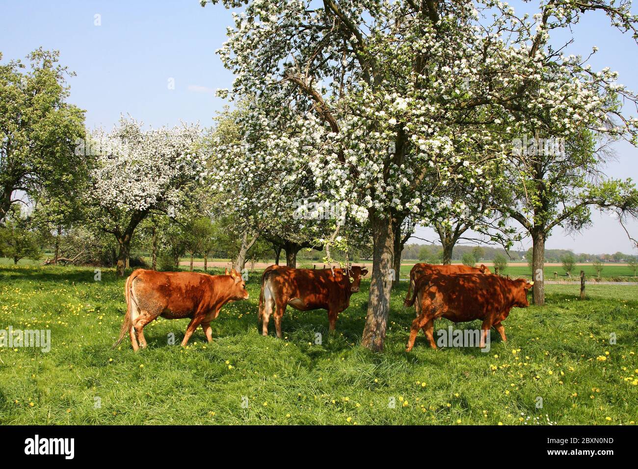 Pradera de huerto en el bajo Rin, Alemania, pradera de árbol de fruta en Alemania Foto de stock