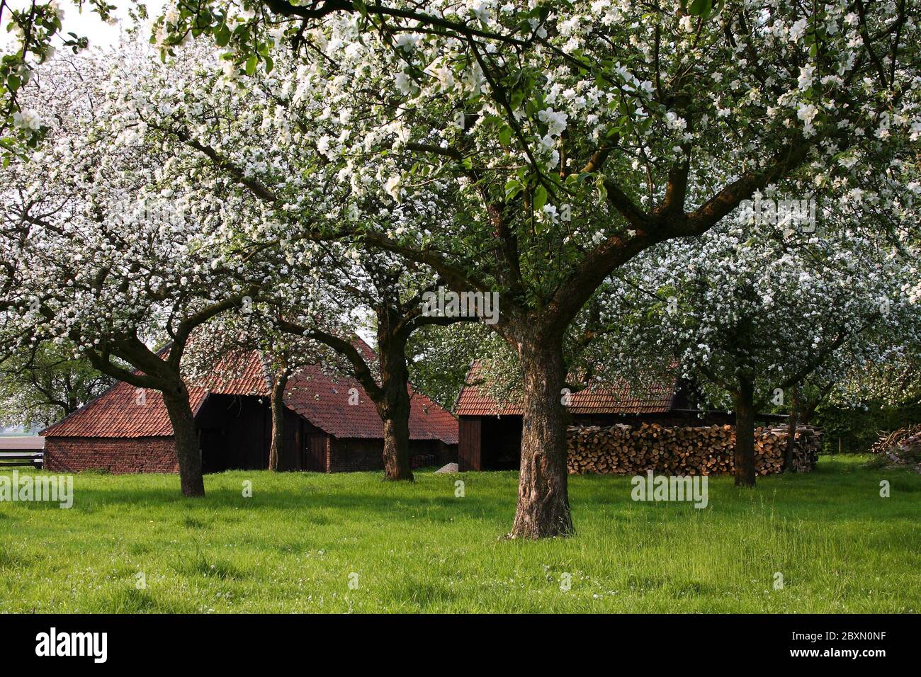 Pradera de huerto en el bajo Rin, Alemania, pradera de árbol de fruta en Alemania Foto de stock