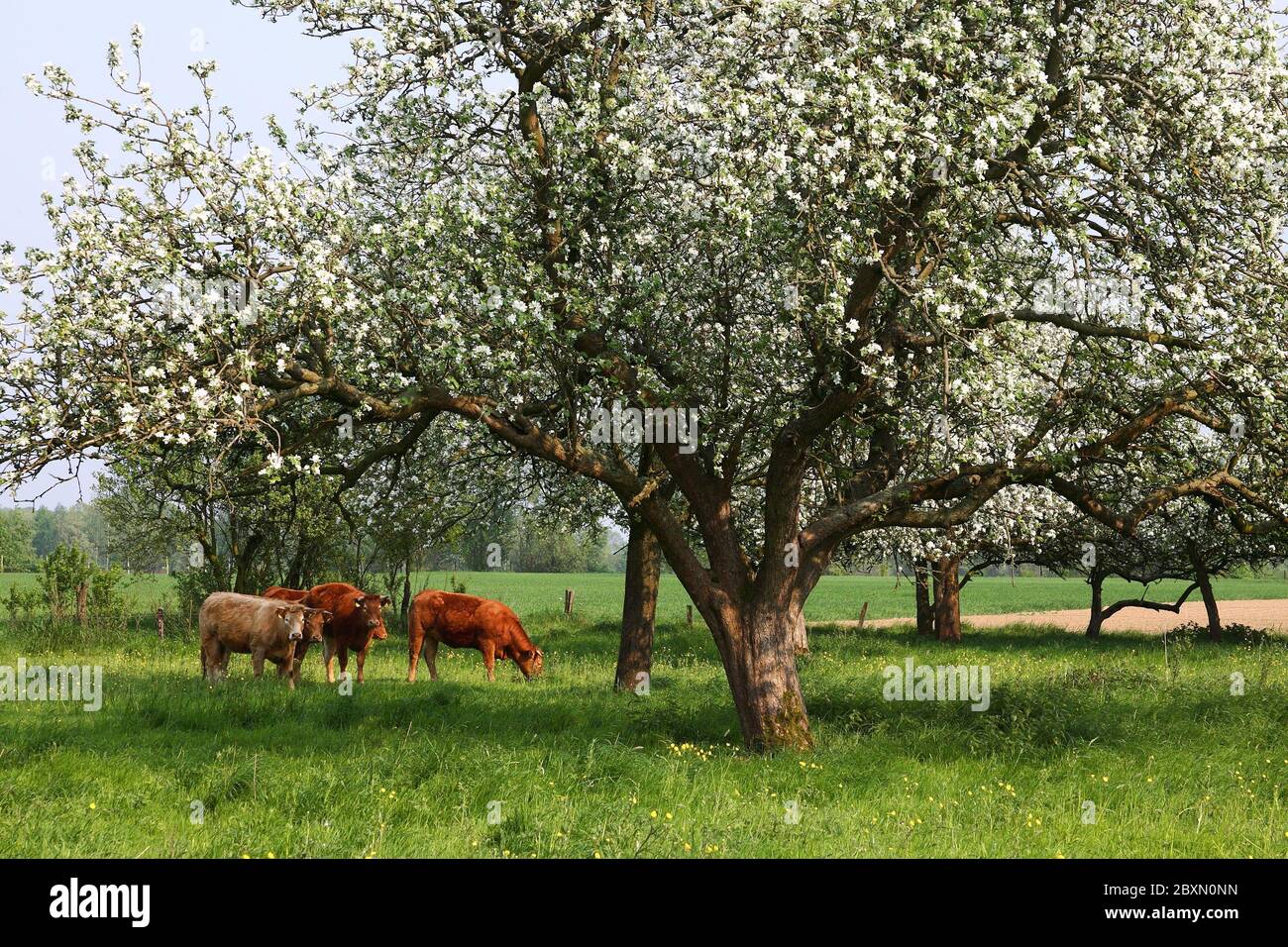 Pradera de huerto en el bajo Rin, Alemania, pradera de árbol de fruta en Alemania Foto de stock