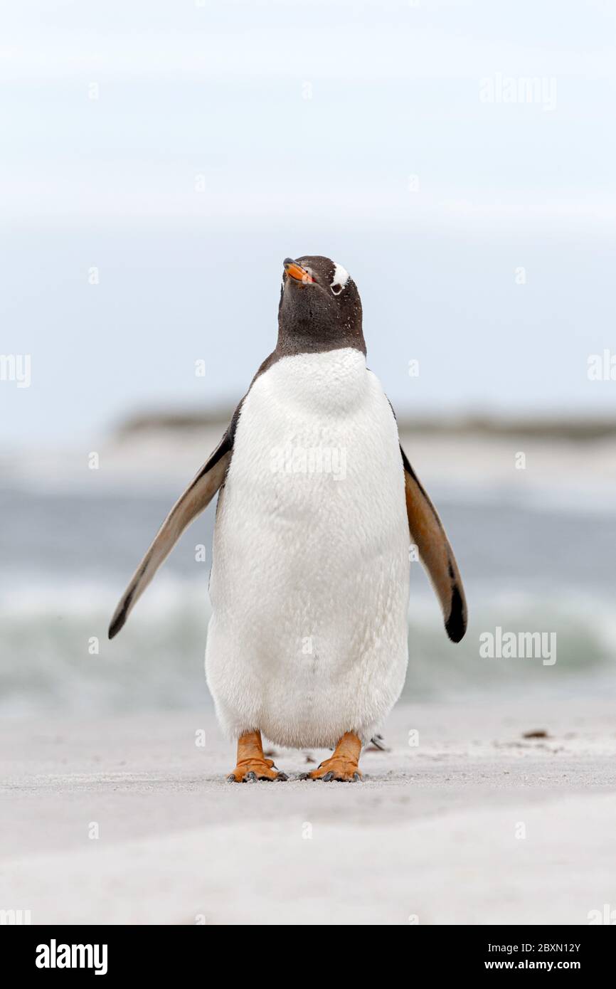 El pingüino de Gentoo se sacude después de regresar de un viaje de pesca Foto de stock