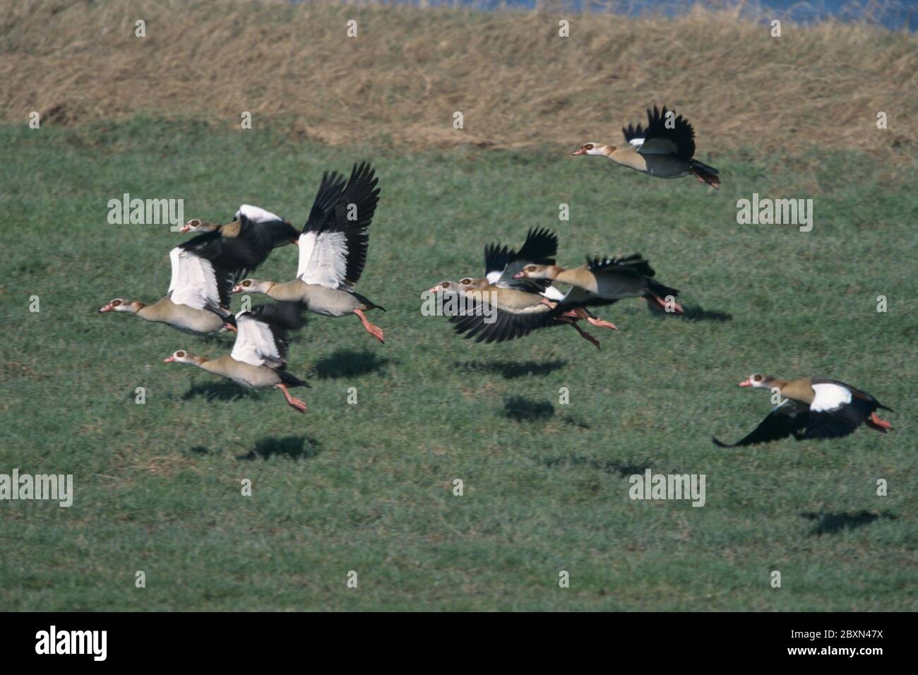 Ganso egipcio, alopochen aegyptiacus Foto de stock