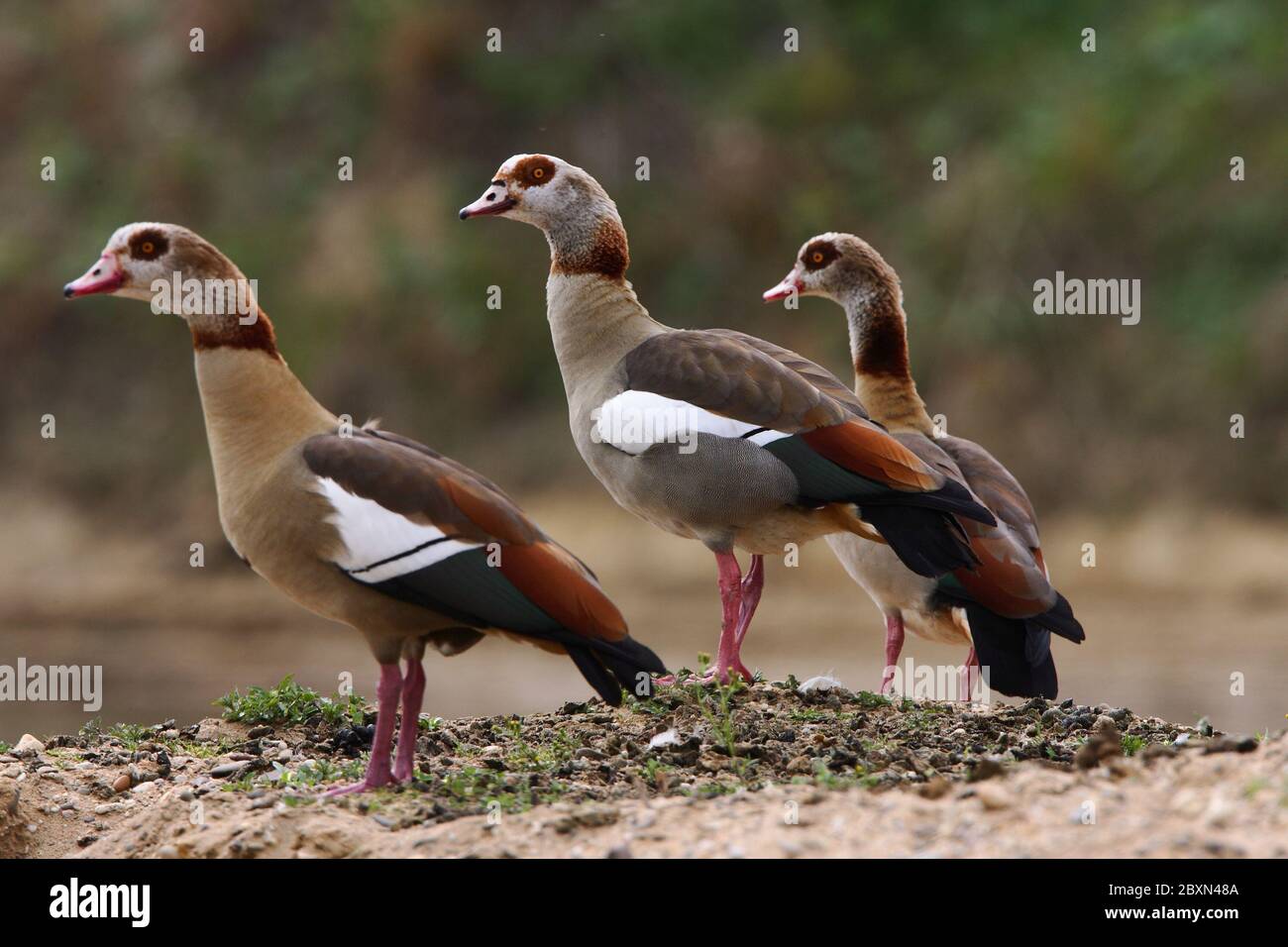 Ganso egipcio, alopochen aegyptiacus Foto de stock