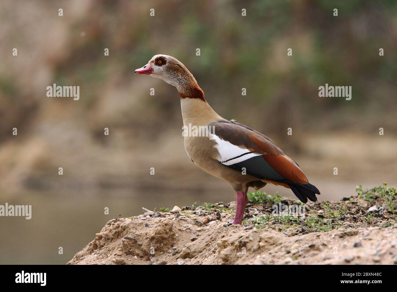 Ganso egipcio, alopochen aegyptiacus Foto de stock