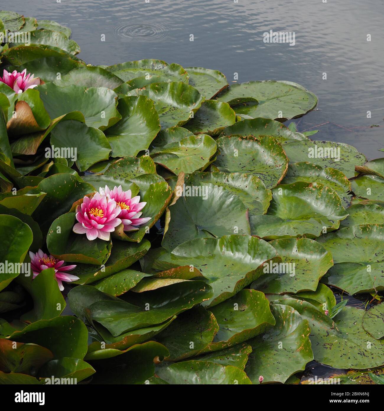 Lirios de agua rosados, imagen cuadrada. Hermoso Loto Rosa, planta de agua  con reflexión en un estanque Fotografía de stock - Alamy