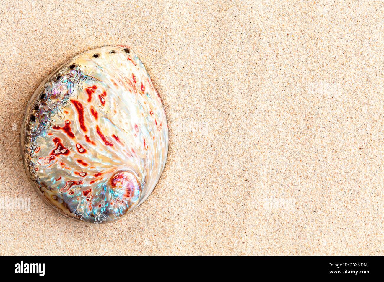 Concha de abulón en la playa Fotos e Imágenes de stock - Alamy