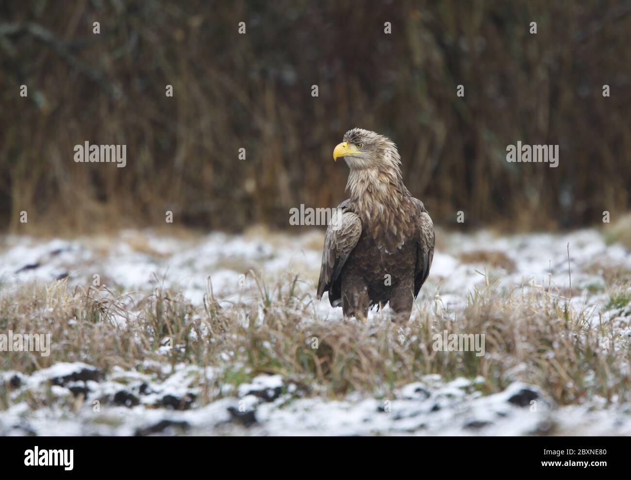 Haliaeetus albicilla, White-tailed Eagle, Europa Foto de stock