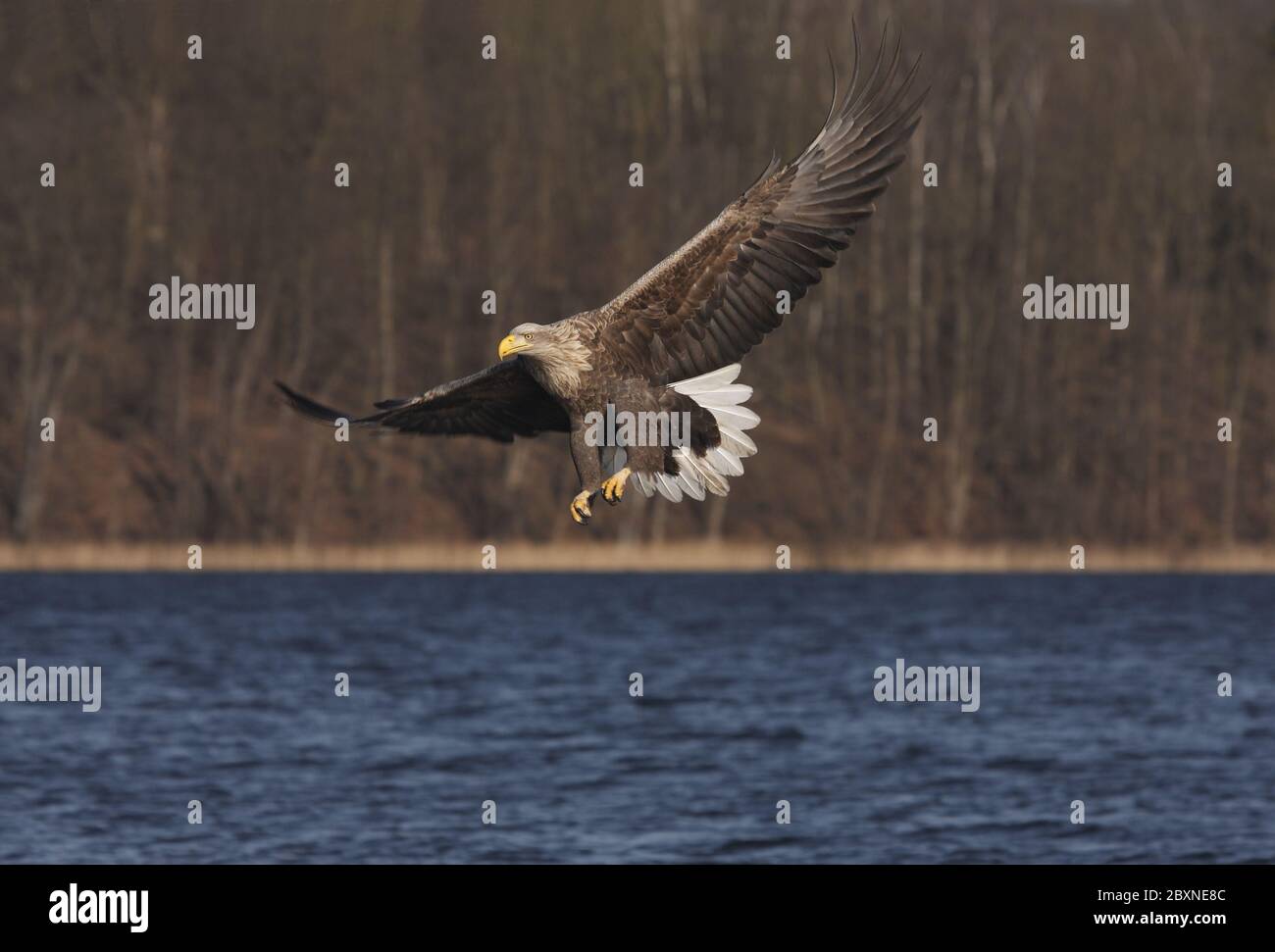 Haliaeetus albicilla, White-tailed Eagle, Europa Foto de stock