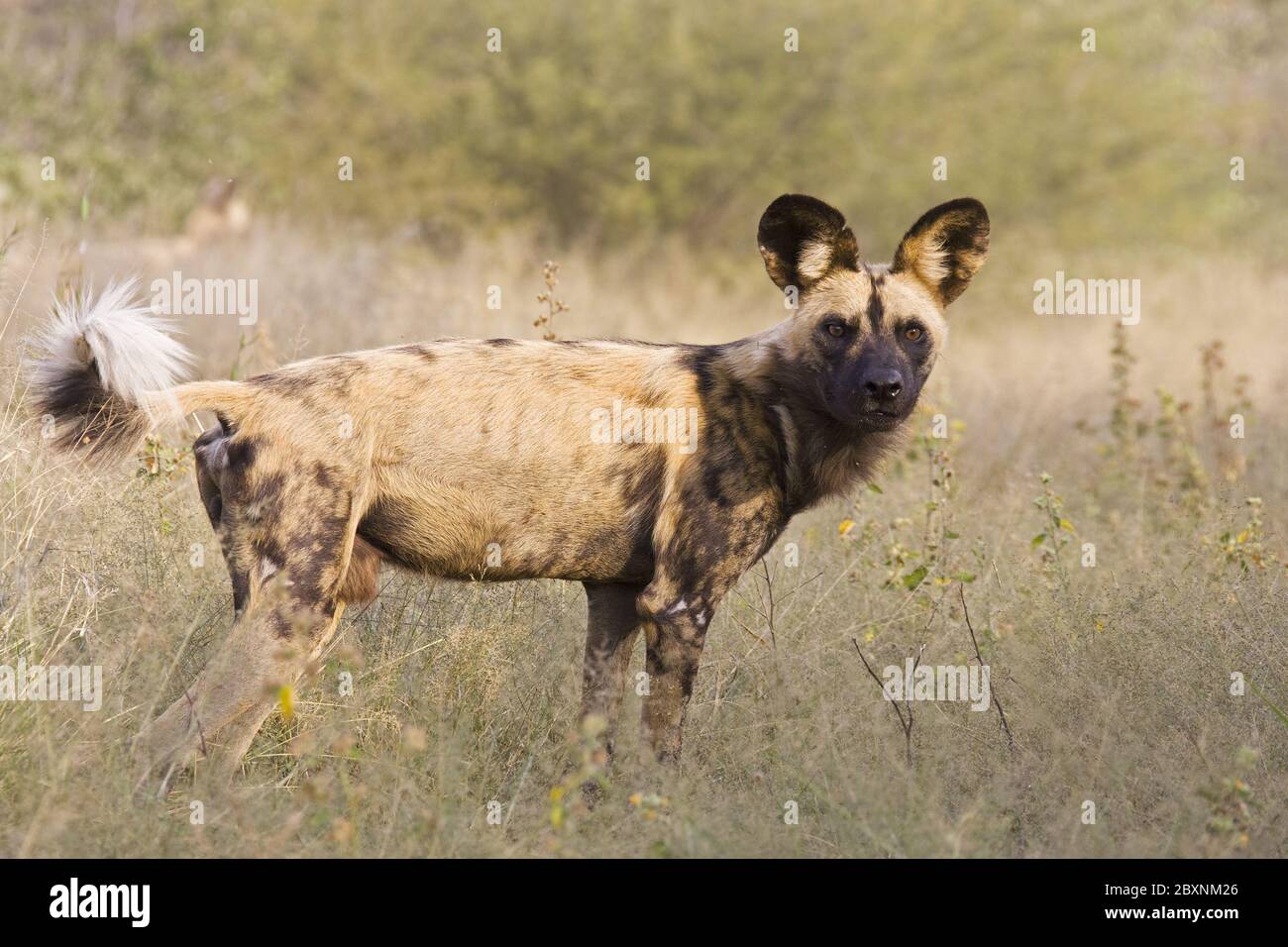Perros salvajes africanos, África Fotografía de stock - Alamy