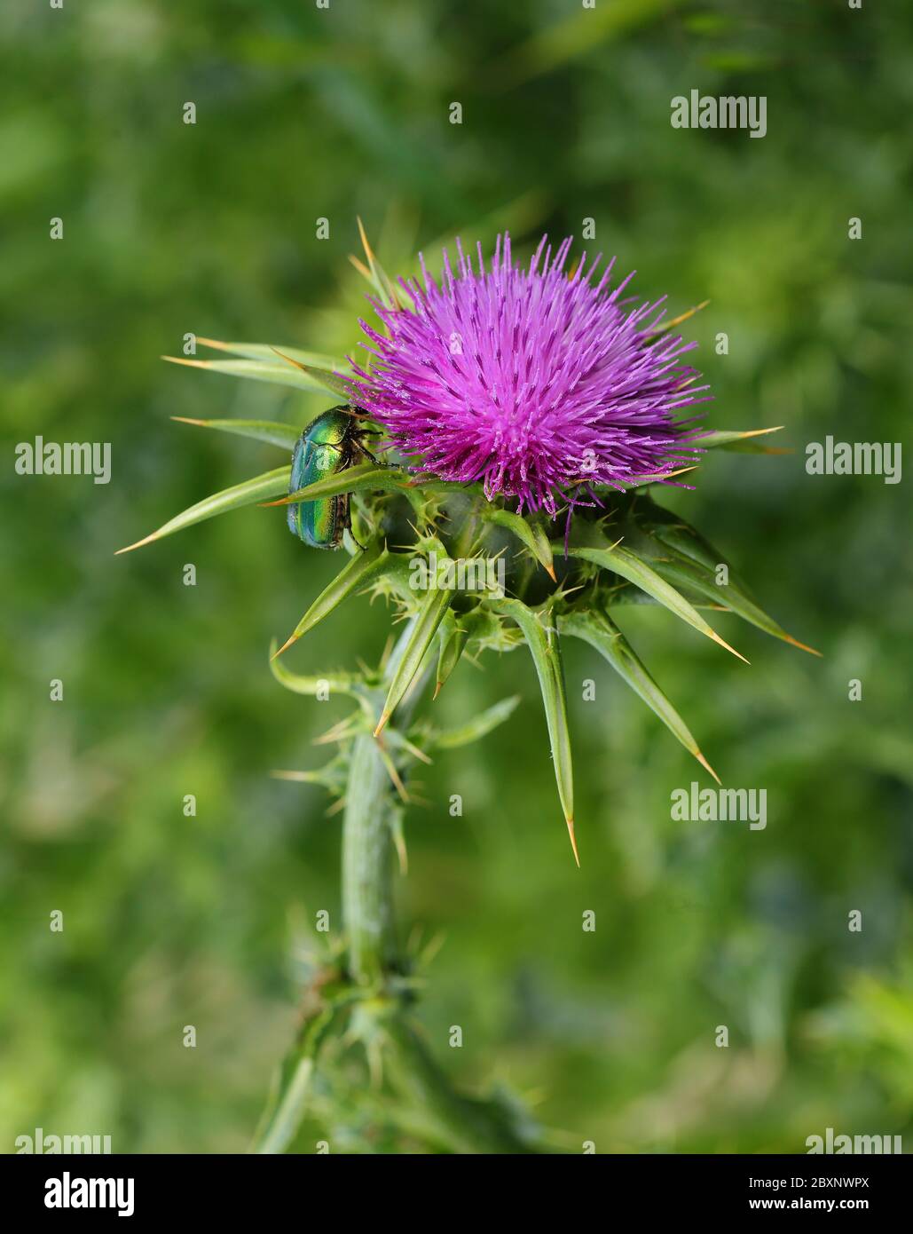 El cardo santo como planta medicinal para la medicina natural medicina  herbaria fotografías e imágenes de alta resolución - Alamy