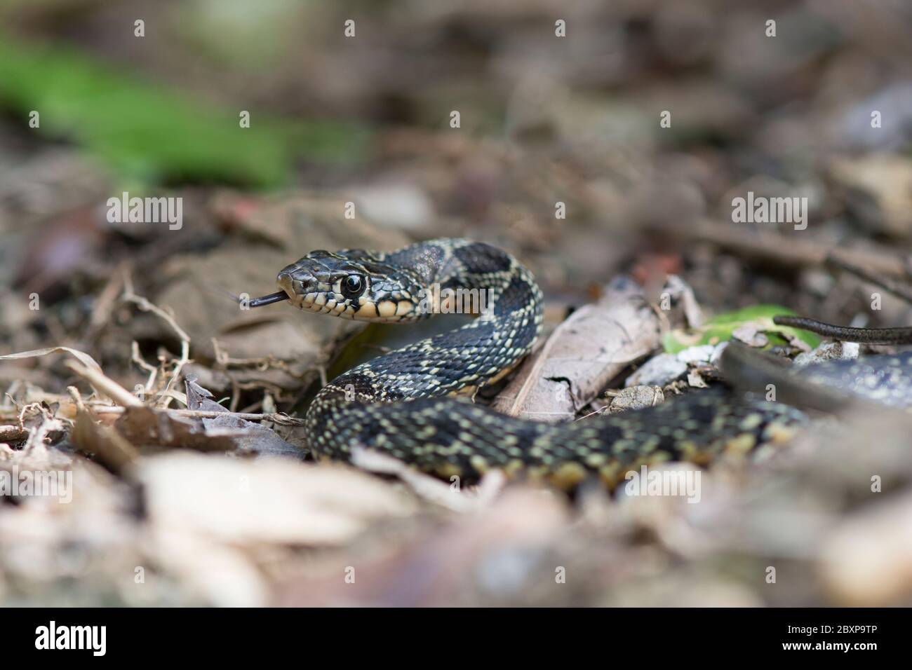 Una serpiente de látigo de herradura (Hemorrhois hippocepis) que se encuentra en un jardín, Andalucía, España. Foto de stock