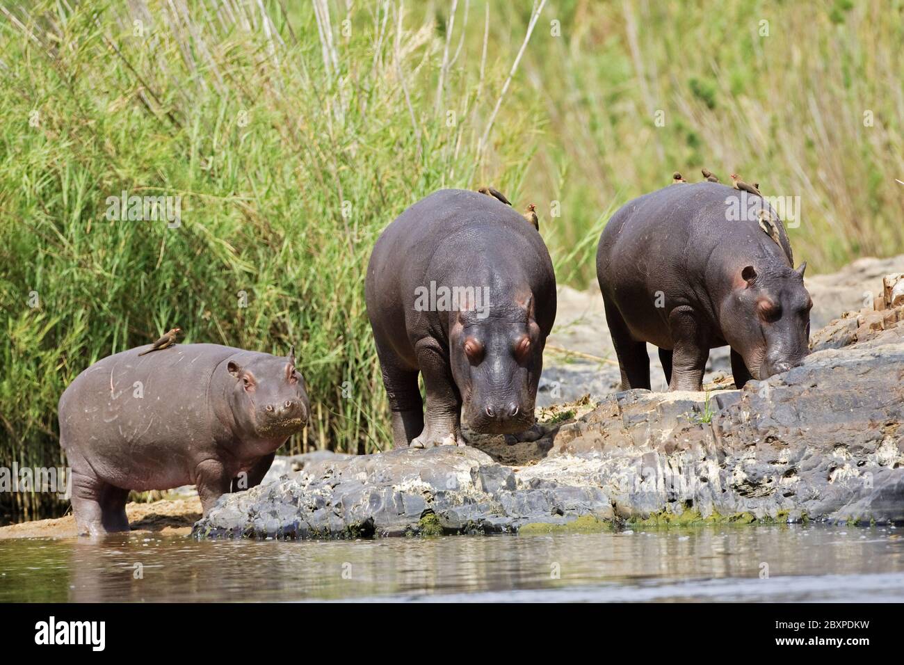 Hipopótamos (Hippopotamus amphibius), Río Chobe, Parque Nacional Chobe, Botsuana, África Foto de stock