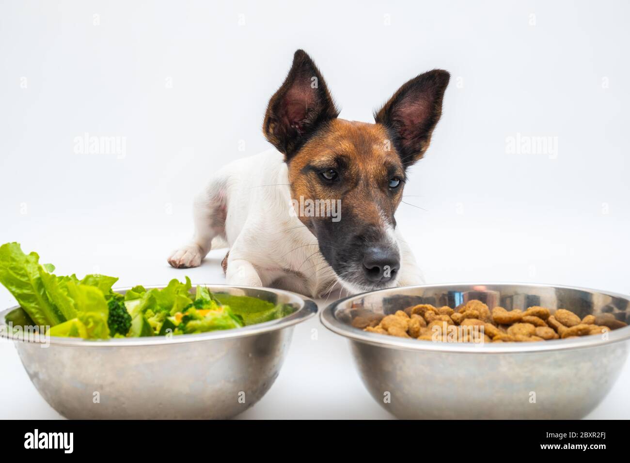 Perro divertido y dos cuencos de verduras naturales y comida para perros  regular, foto de estudio. Nutrición de perro, dieta de mascota concepto:  Perro elige entre verduras y d Fotografía de stock -