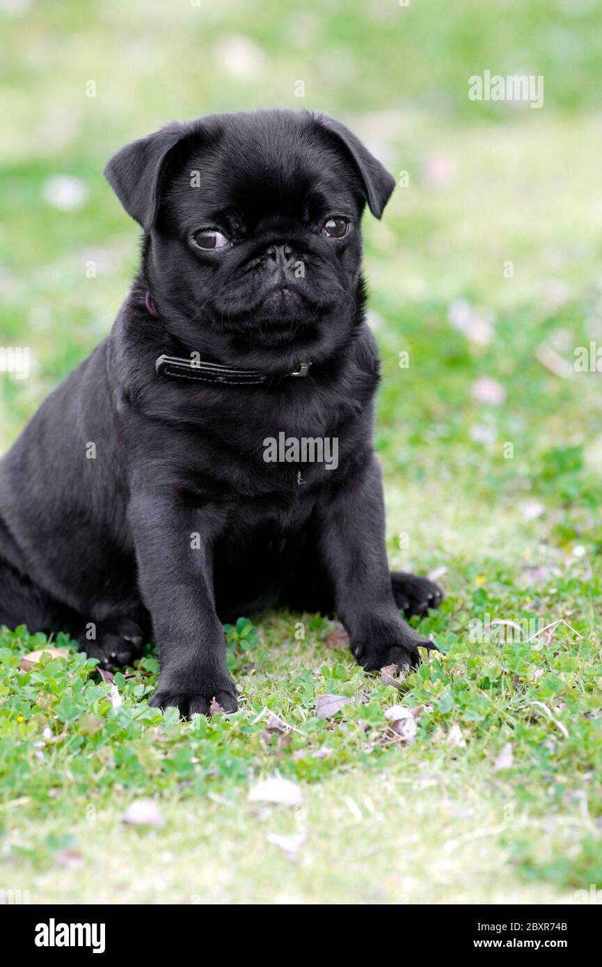Pug Negro Fotos E Imagenes De Stock Alamy