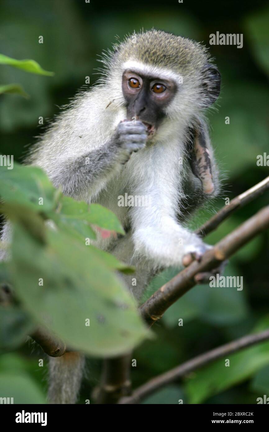 De mono verde africano Fotografía de stock - Alamy