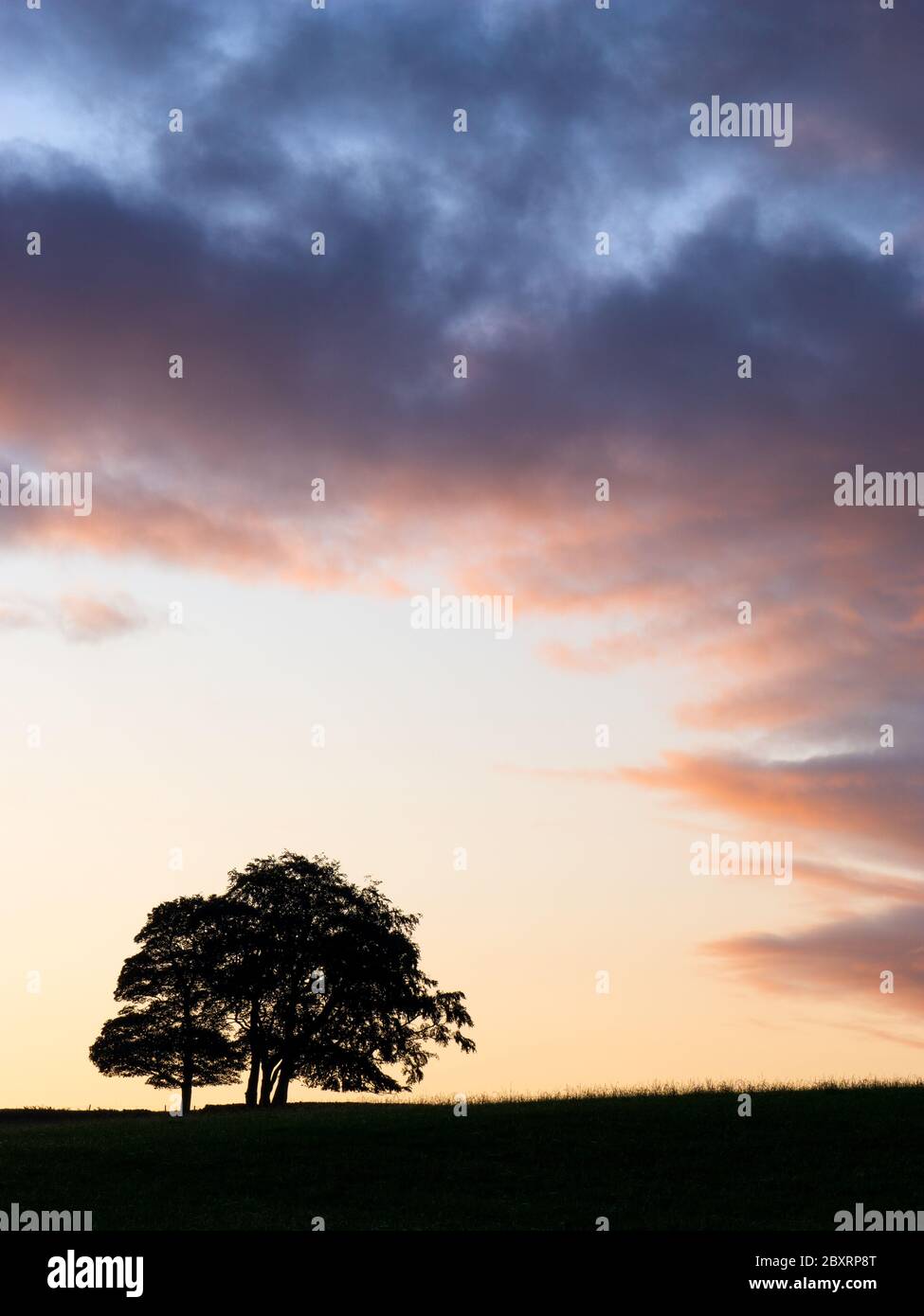 Un pequeño copse de árboles es silueta por un amanecer otoñal en Guiseley Moor en Airedale, West Yorkshire. Foto de stock