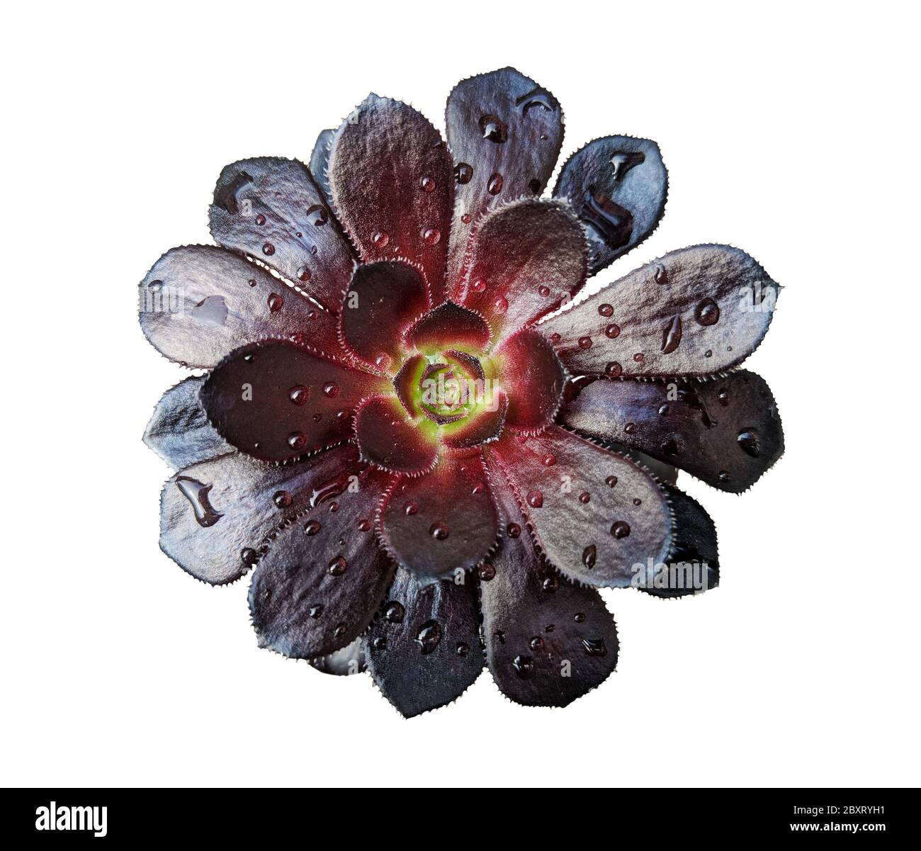 Árbol de color negro de aeonium roseta con gotas de agua Foto de stock