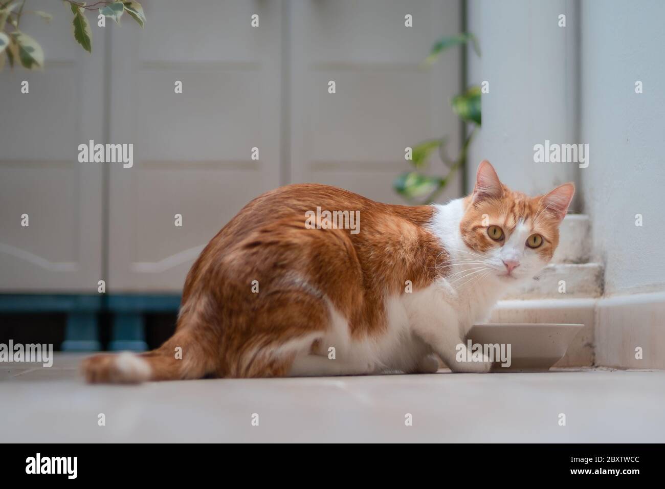 gato blanco y marrón con ojos azules, doblado para beber agua, mira la  cámara Fotografía de stock - Alamy