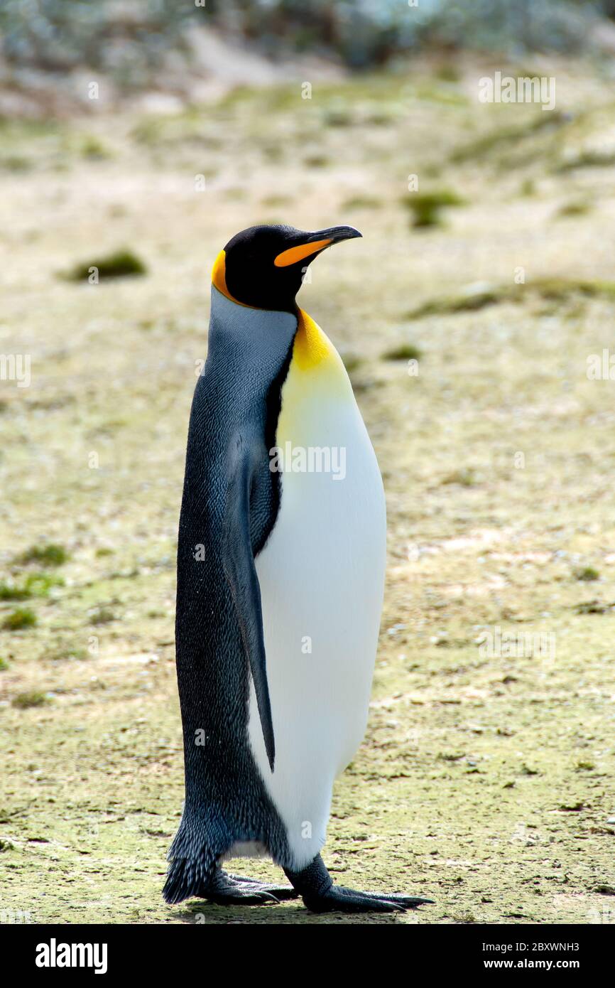 Un pingüino rey en Volunteer Point, Islas Malvinas. Foto de stock