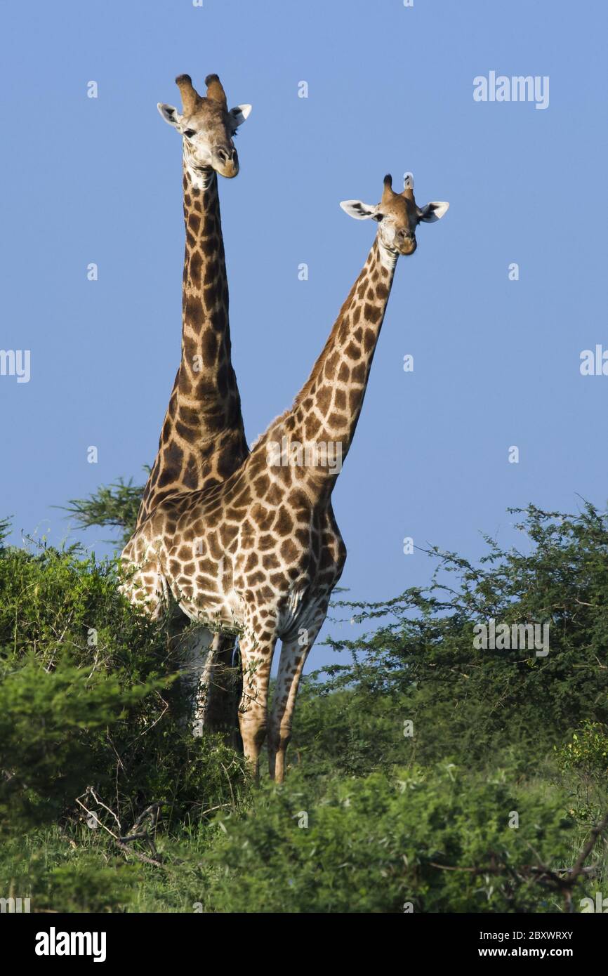 Giraffe africana, Giraffa camelopardalis Foto de stock