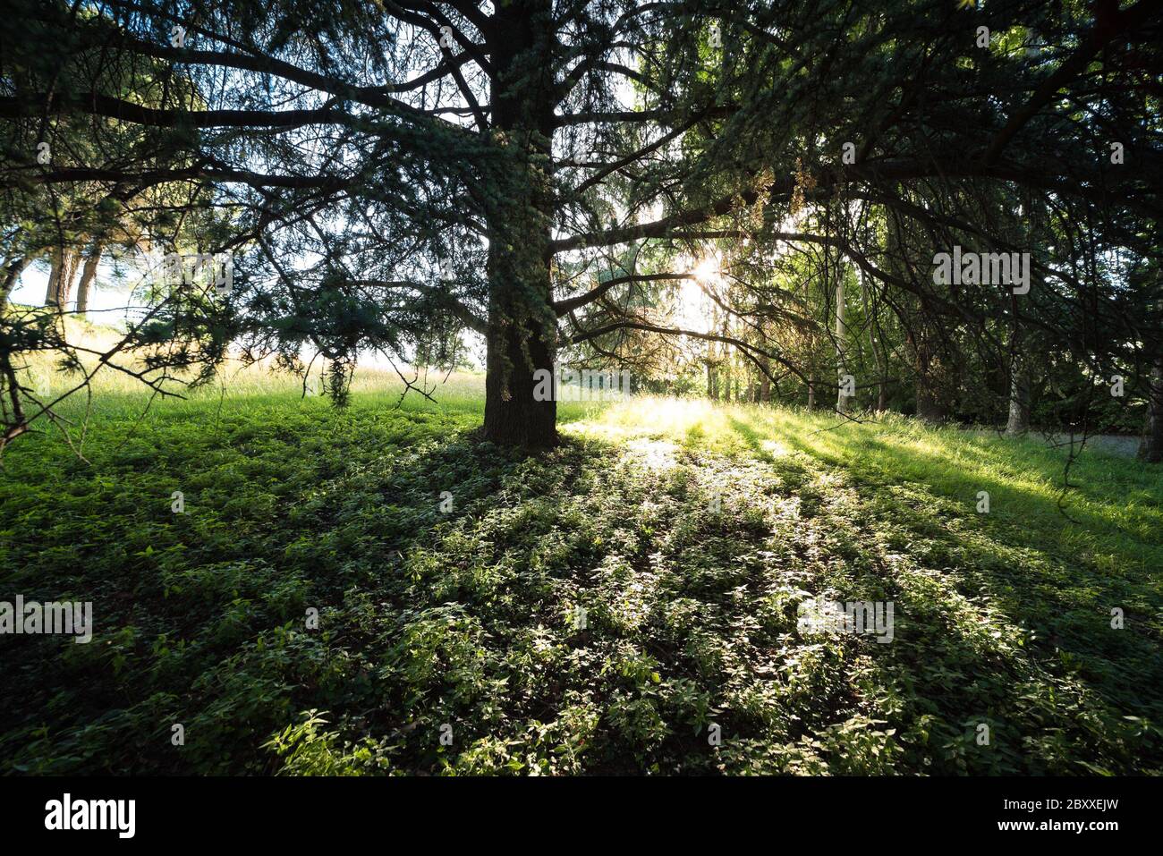 Árbol grande golpeado por rayos de sol al amanecer en el bosque Foto de stock
