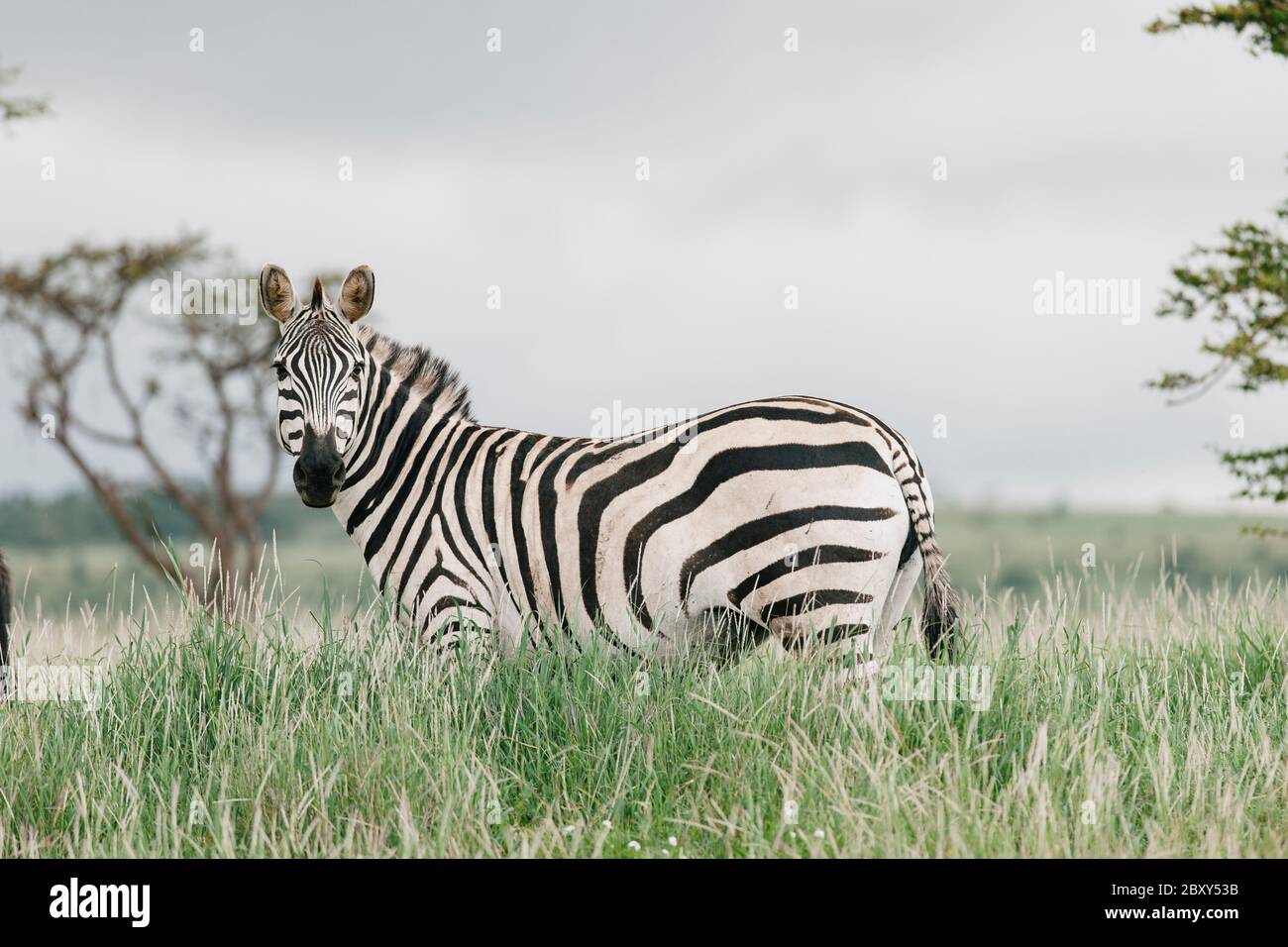 Grevys Zebra en Kenia África Foto de stock