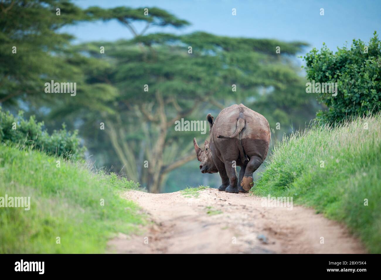 Rhino Blanco del Norte Foto de stock