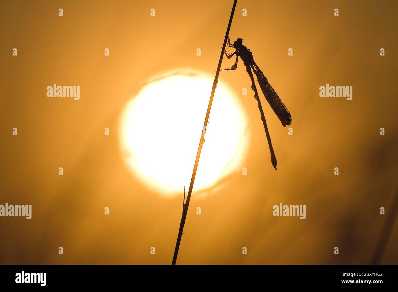 Mosca de la paja, puesta de sol, Zygoptera, Damselfly, tallo de hierba, puesta de sol, Alemania, Alemania Foto de stock