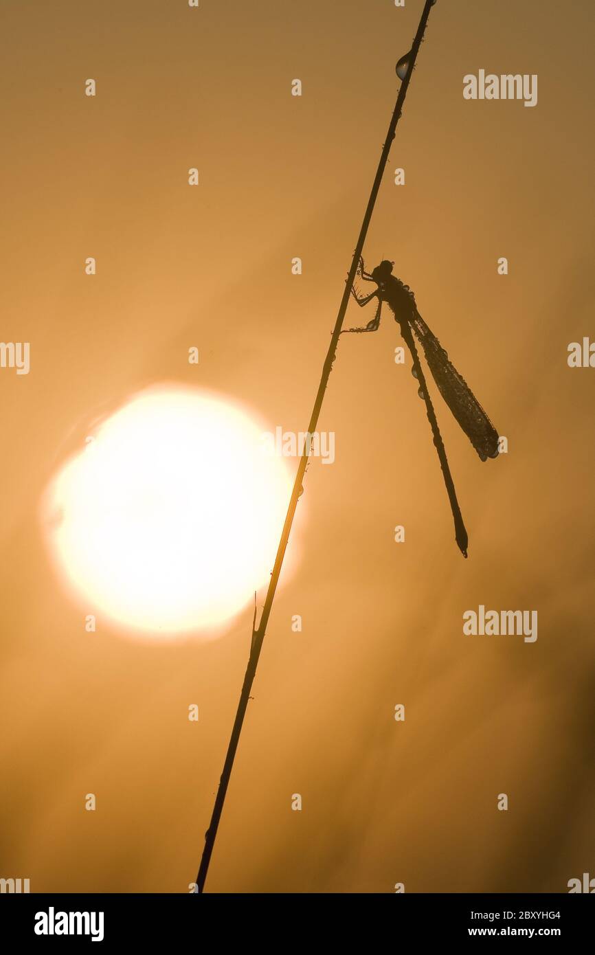Mosca de la paja, puesta de sol, Zygoptera, Damselfly, tallo de hierba, puesta de sol, Alemania, Alemania Foto de stock