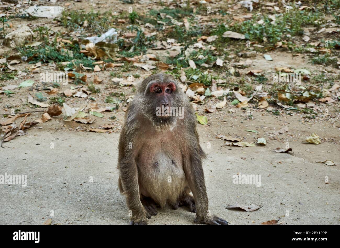 Mono con ojo roto en el templo de mono Wat Tham Pla-Pha sua, en Chiang Rai, Tailandia. Foto de stock