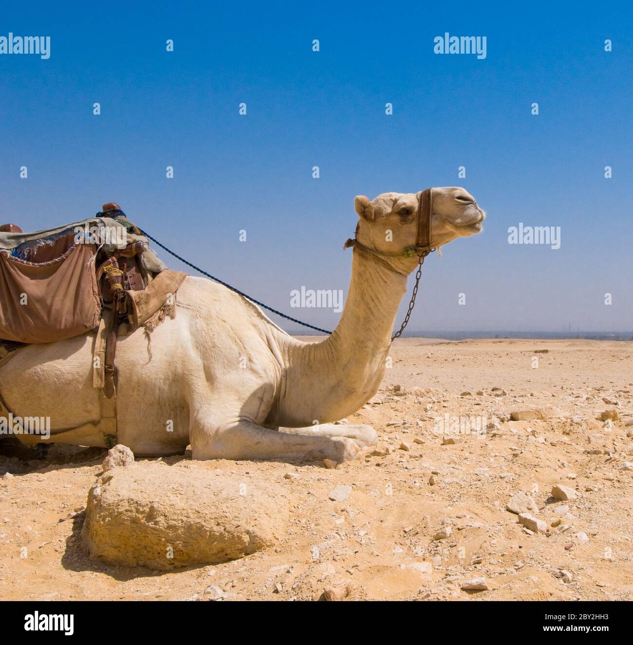 Camello en el desierto Foto de stock