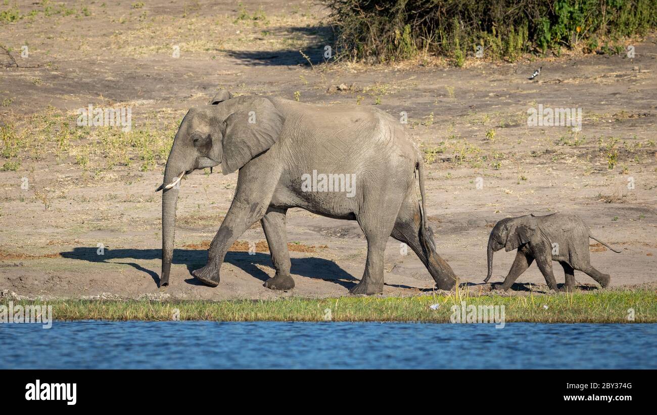 Paisaje cuerpo lleno de madre elefante y su pequeño bebé caminando en línea por el borde del río Chobe Botswana Foto de stock