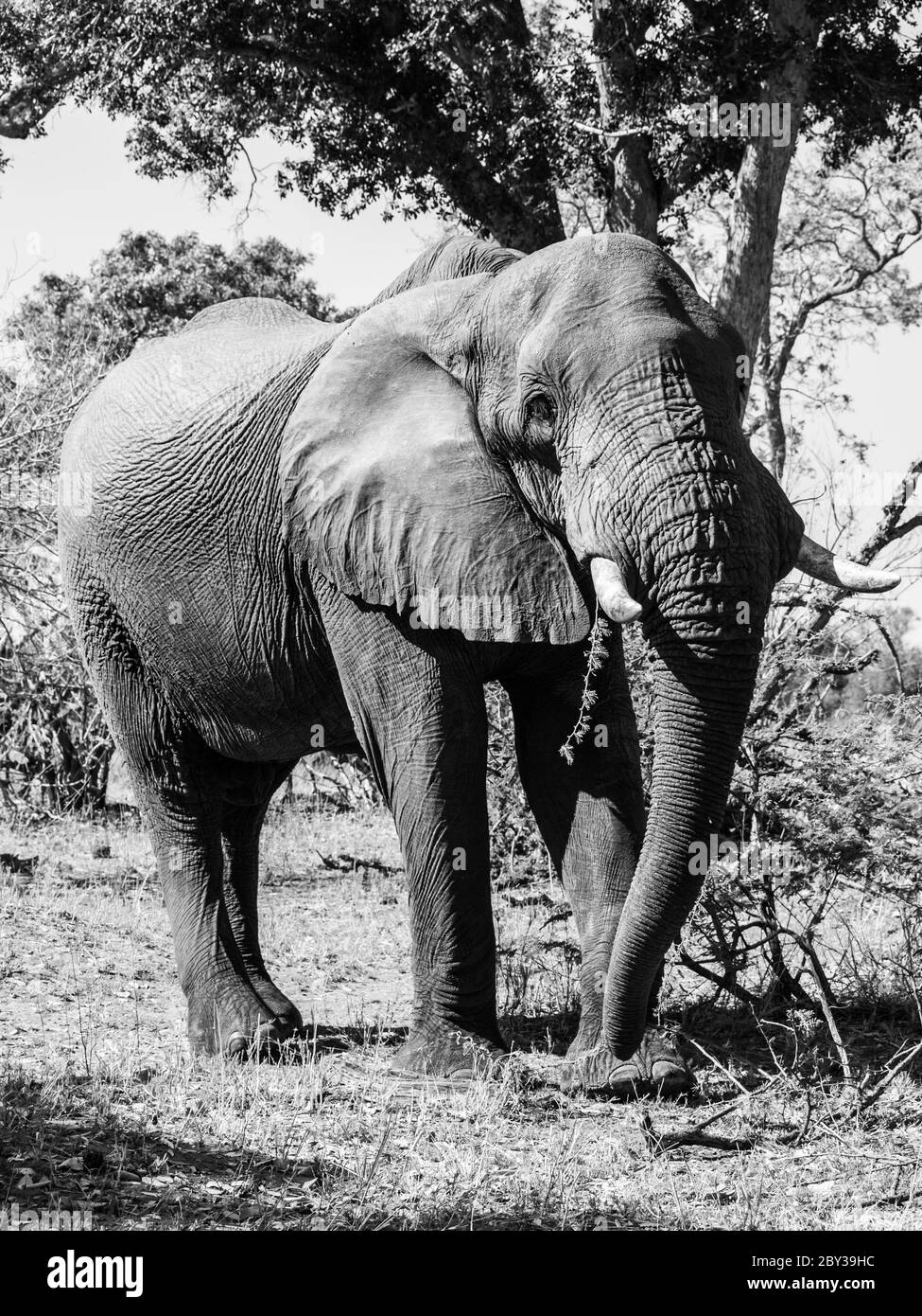 Elefante africano de pie en el día soleado (Moremi Game Reserve, Botswana) Foto de stock
