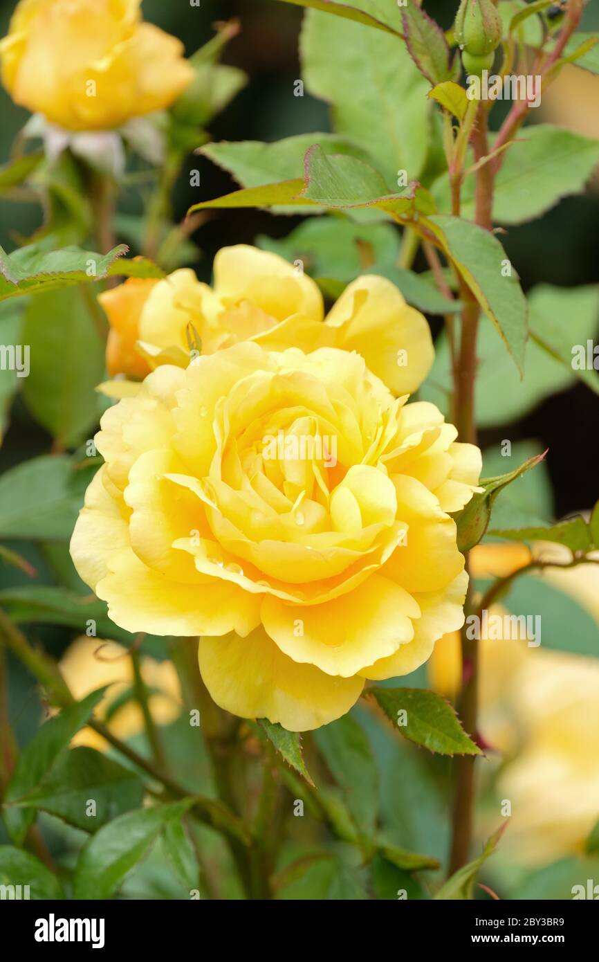 Floribunda rosa oro precioso 'Noa55504'. Oro Rosa precioso Foto de stock