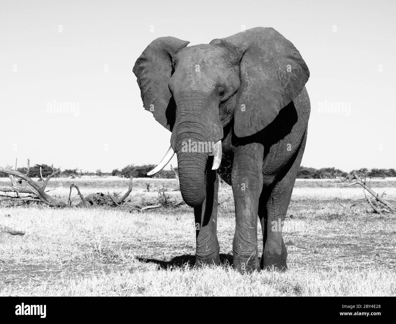 Elefante africano grande en los pastizales del Parque Nacional Chobe (fotografía en blanco y negro) Foto de stock