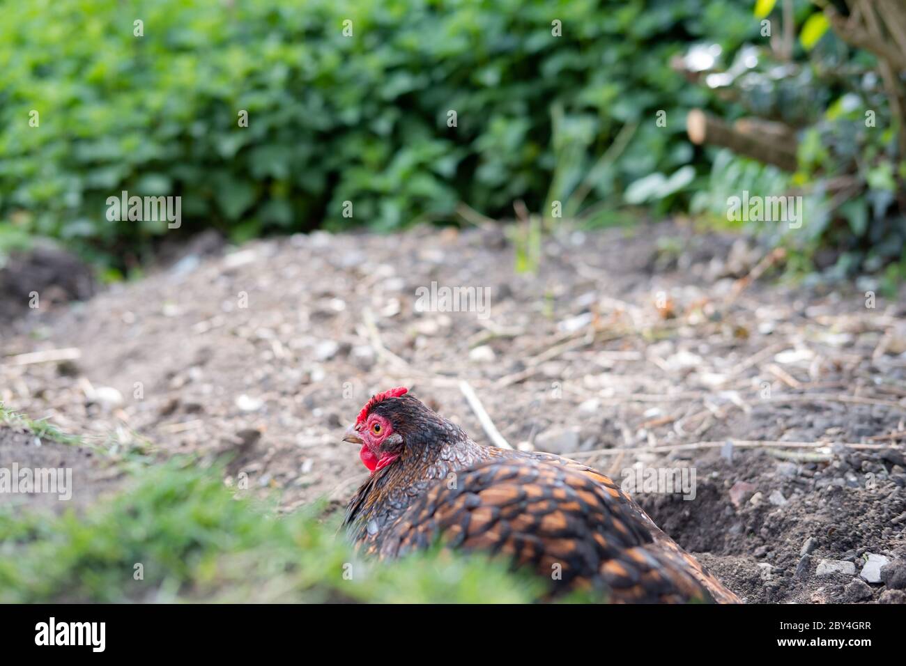 ácaros del pollo fotografías e imágenes de alta resolución - Alamy