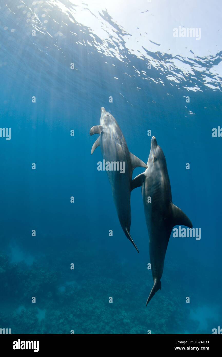 Un par de delfines mulares salvajes del Indo-Pacífico (Tursiops aduncus) está jugando frente a la cámara bajo el agua en el Mar Rojo. Foto de stock